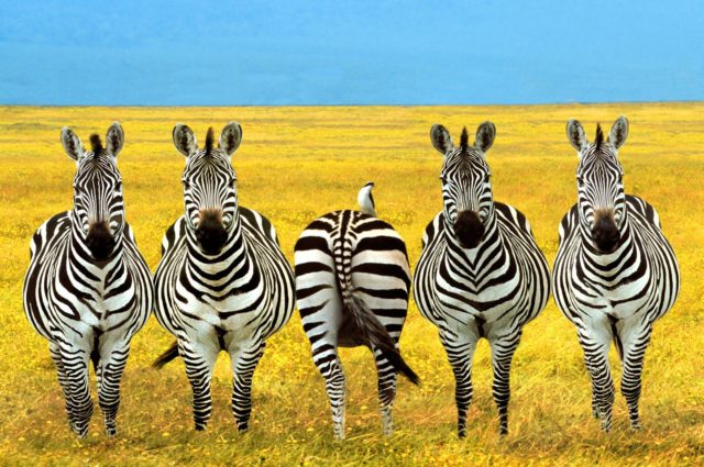 Dare-to-be-Different Typicality and Support Zebra
