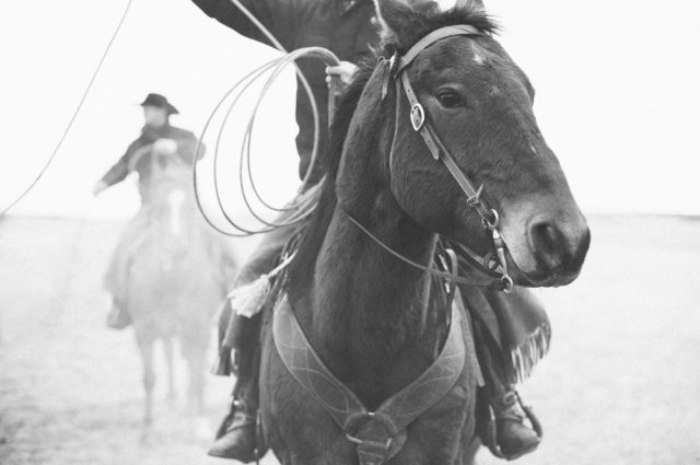 shutterstock_135991238 Branding Horse Cowboy