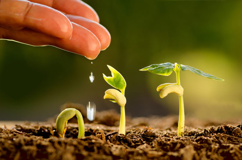 shutterstock_244220368 Agriculture , Seeding , Seedling , Male hand watering young tree over green background ,seed planting
