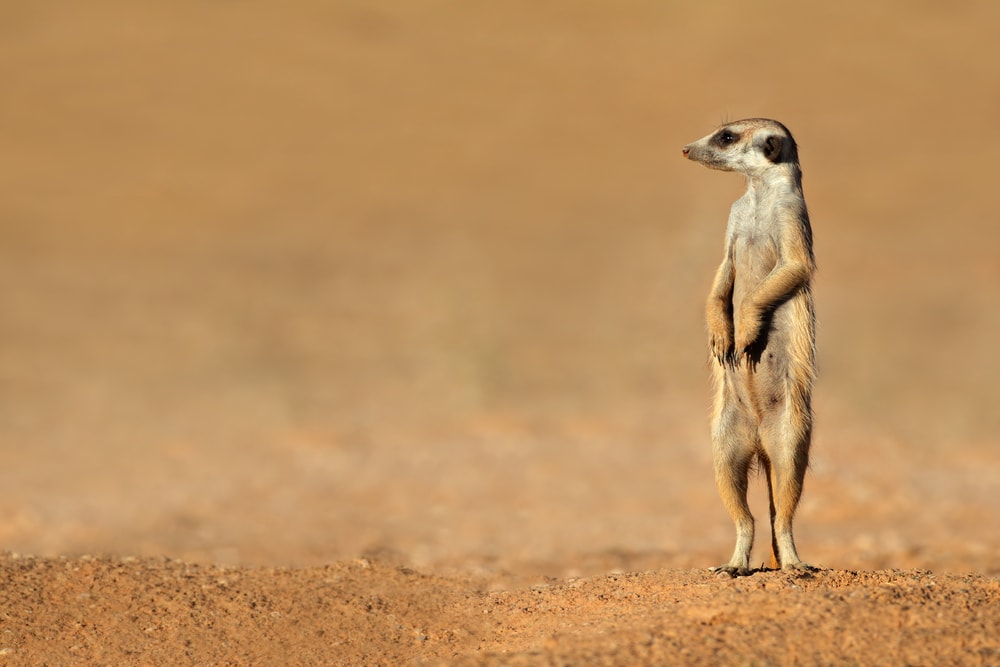 shutterstock_185656805 Alert meerkat (Suricata suricatta) standing on guard, Kalahari desert, South Africa