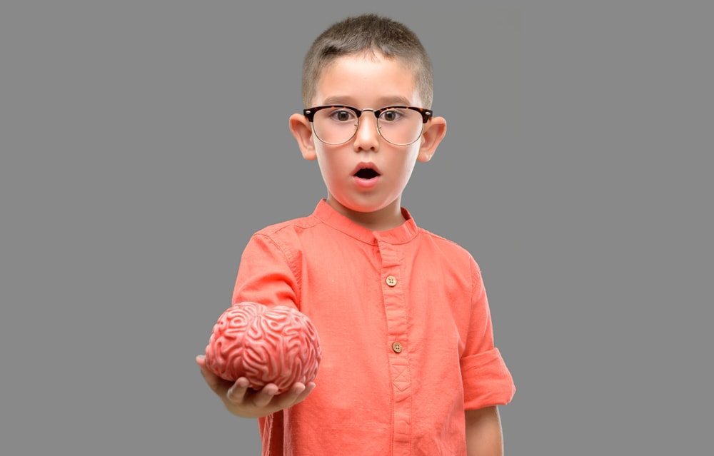 Understanding The Brain TeacherToolkit