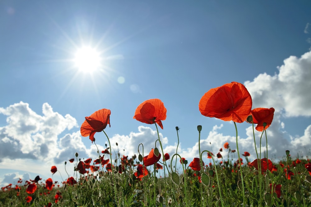 Remembrance: History, Sacrifice and Freedom